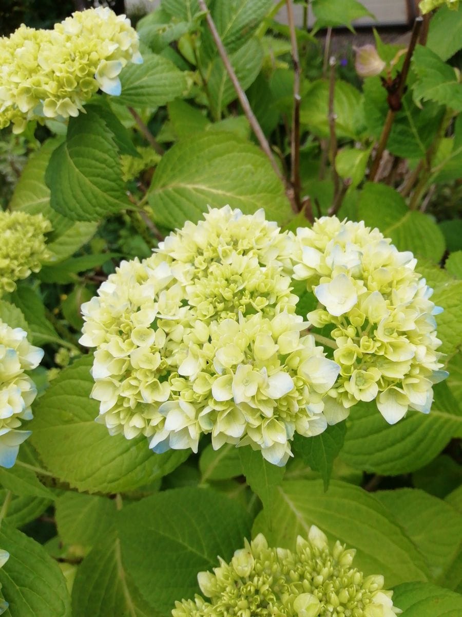 アジサイと⚠️昆虫　　ウスベニヒゲナガ