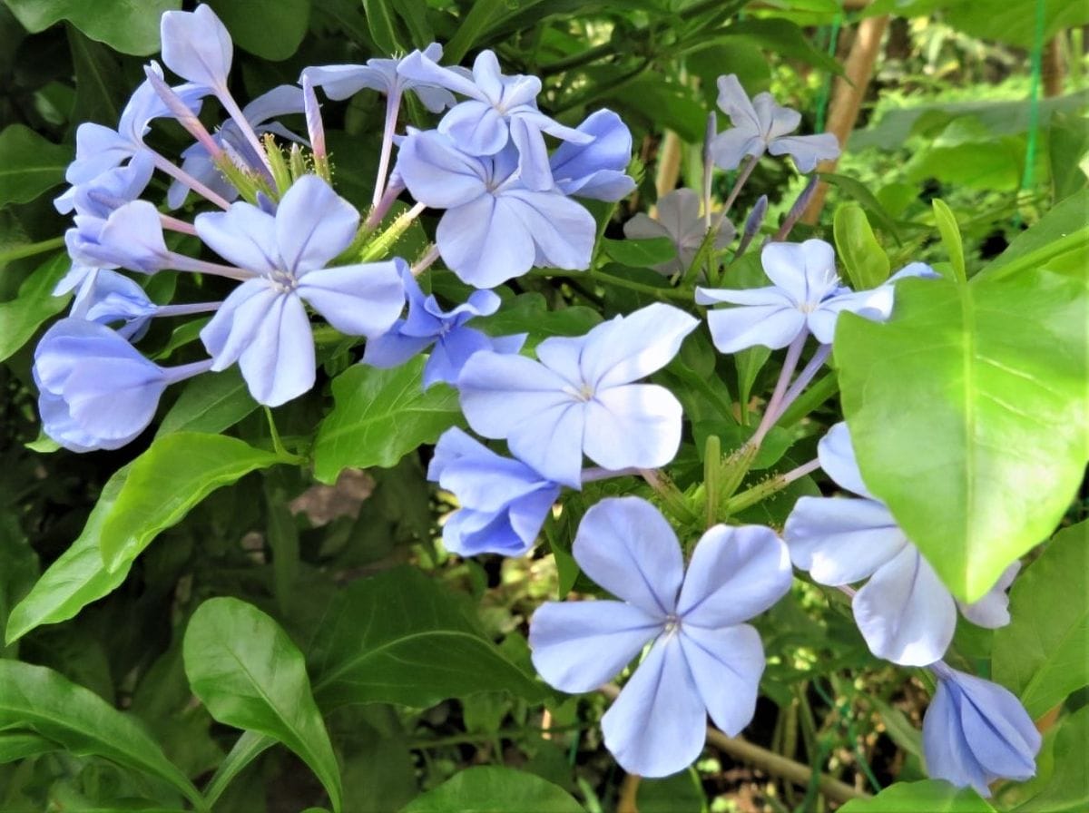 🌻今日の花たち🌻その109