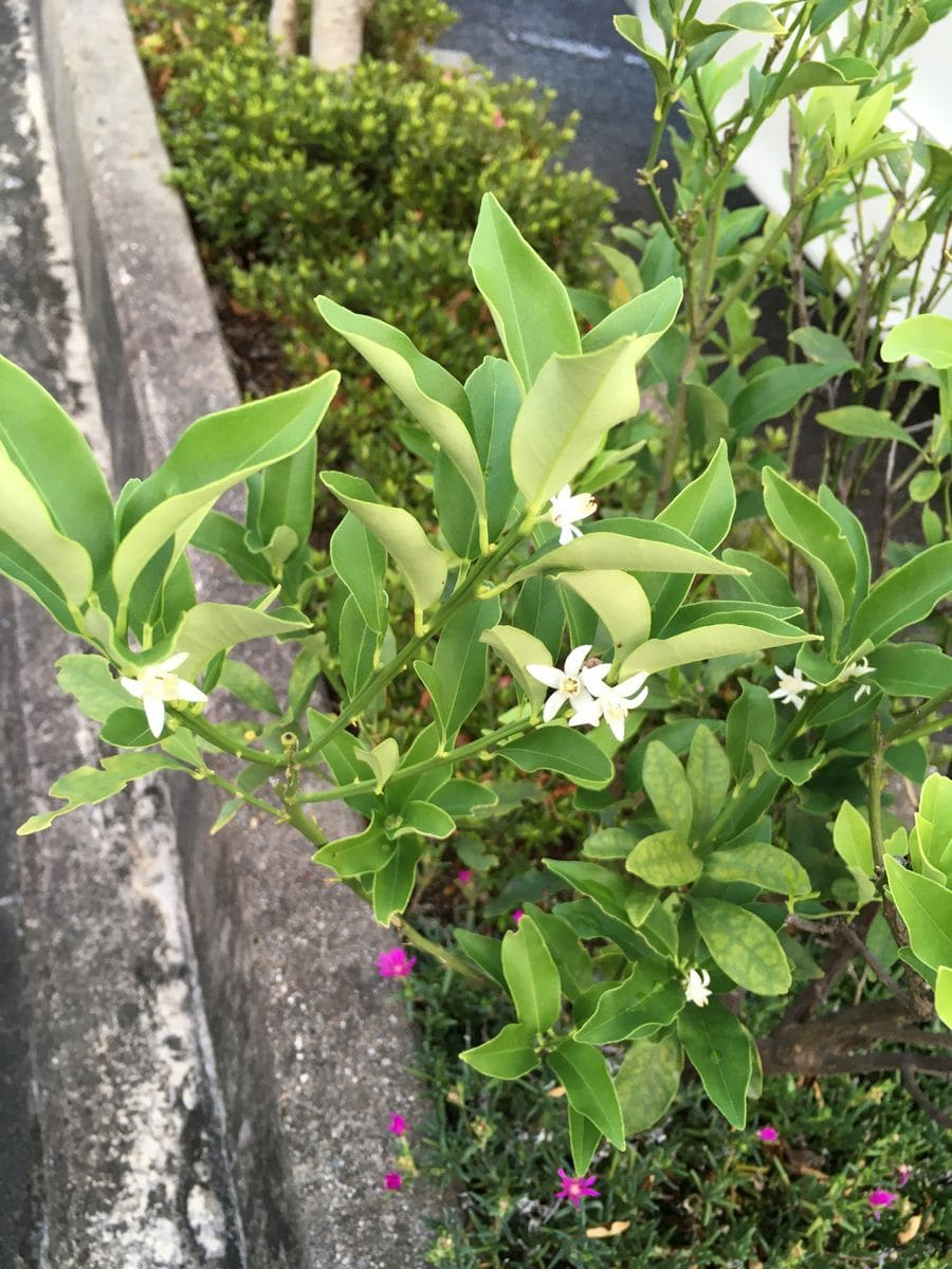 梅雨の晴れ間です☺️