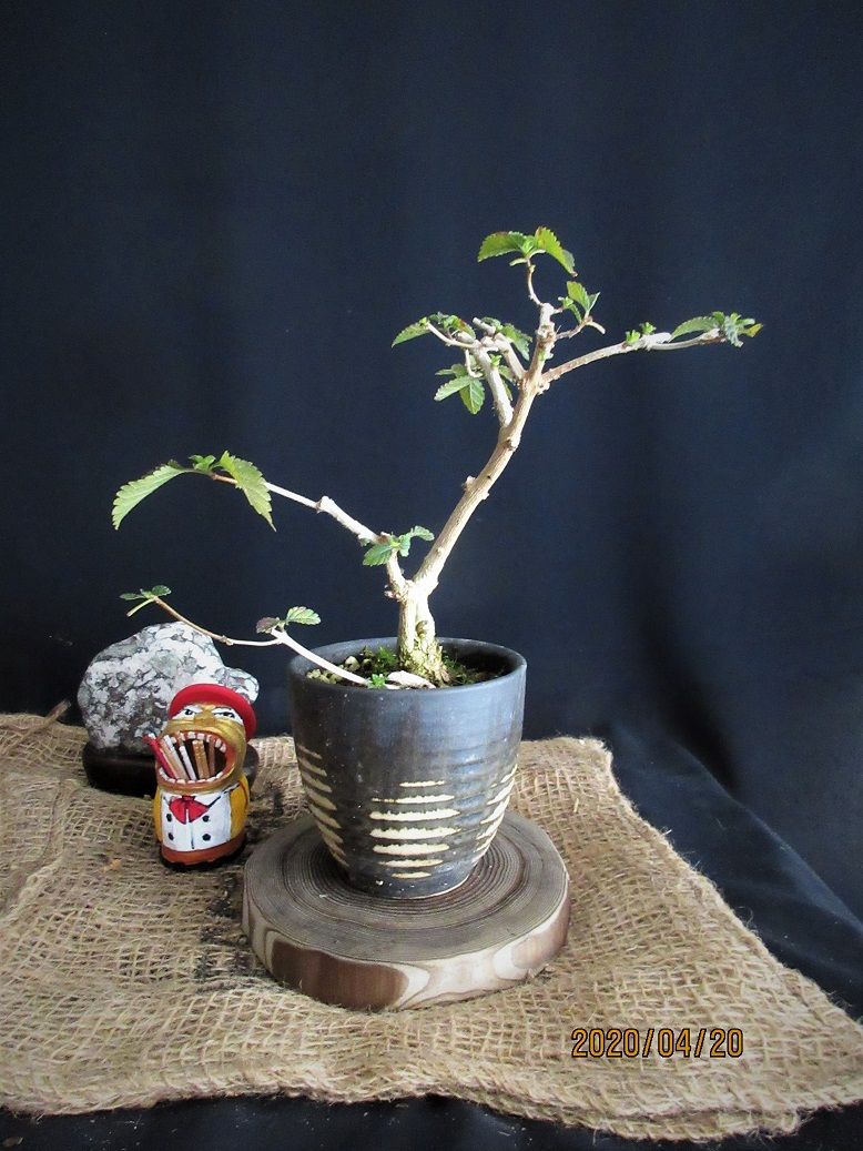 木化する小盆栽『ランタナ』どう創る？
