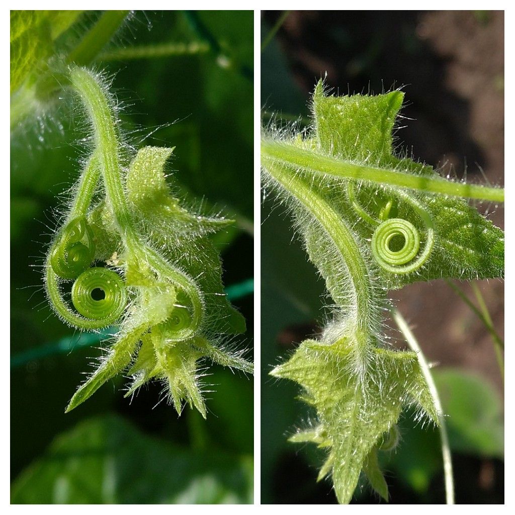 百日草が咲いて❗️