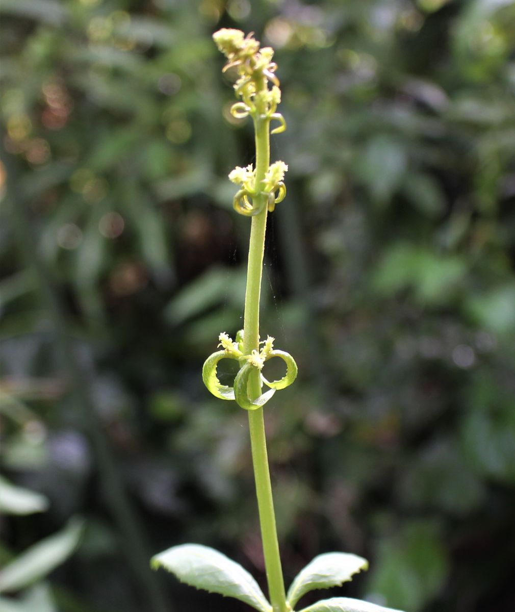 マンリョウのお花