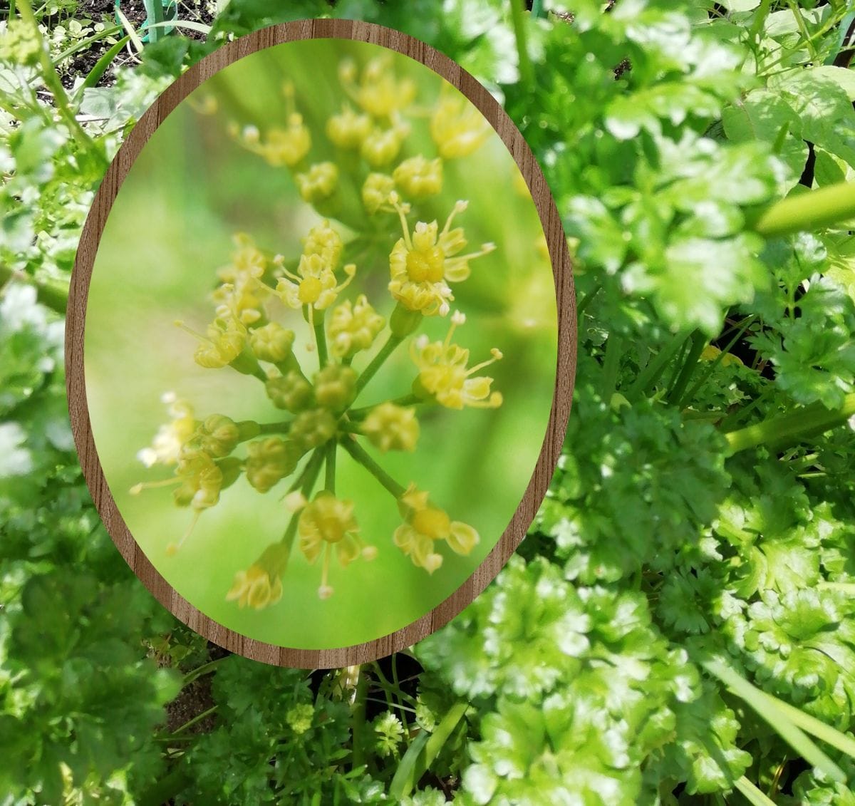 添え物の?花