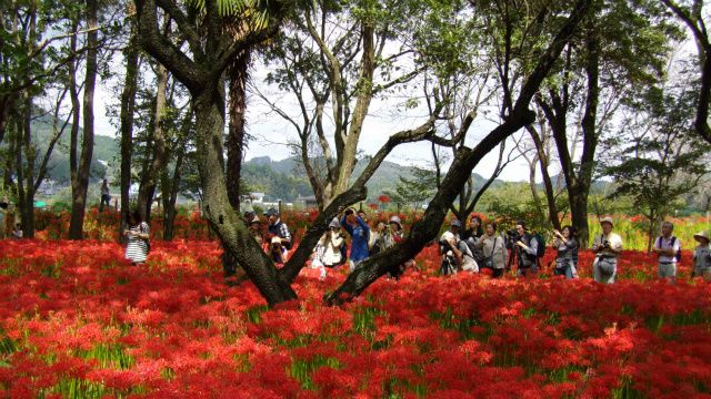 高麗の巾着田♪。