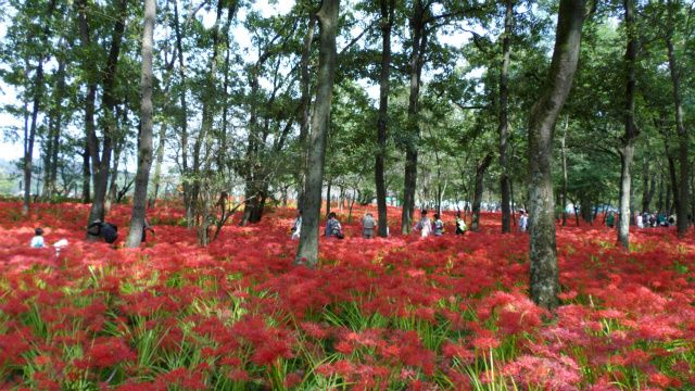 高麗の巾着田♪。