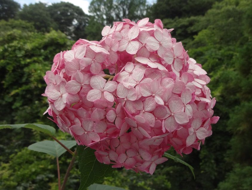 今日の紫陽花