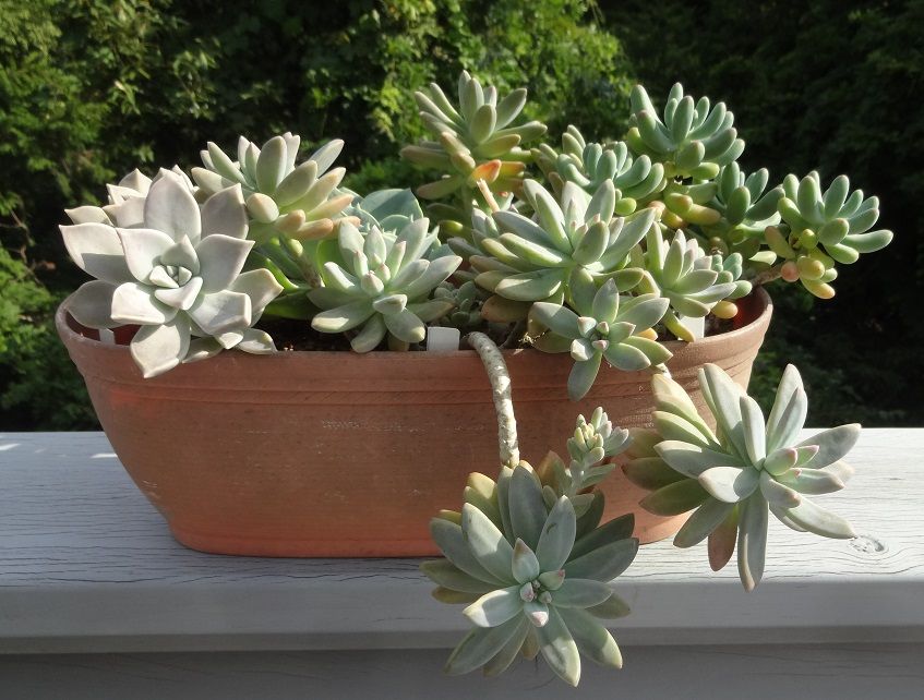 多肉植物の寄せ植え