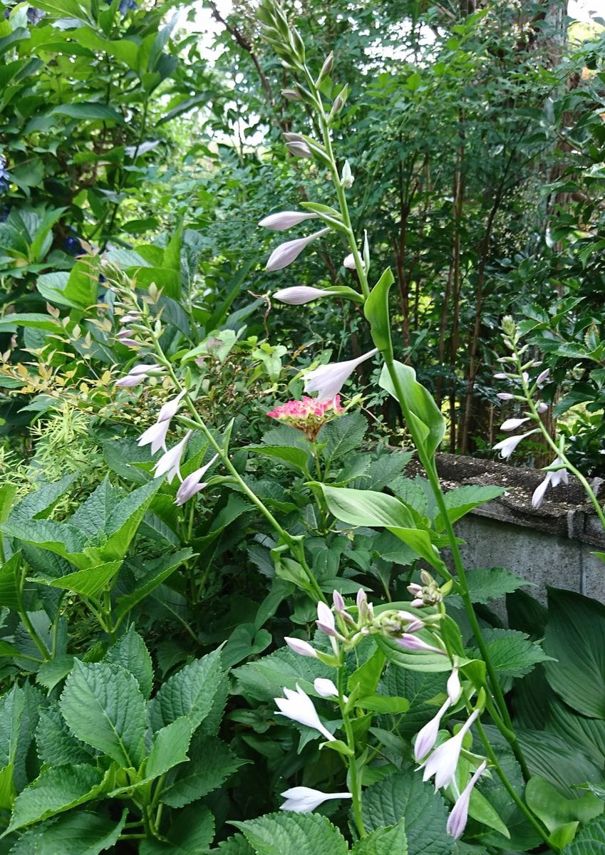 涼しげな花✨ ②