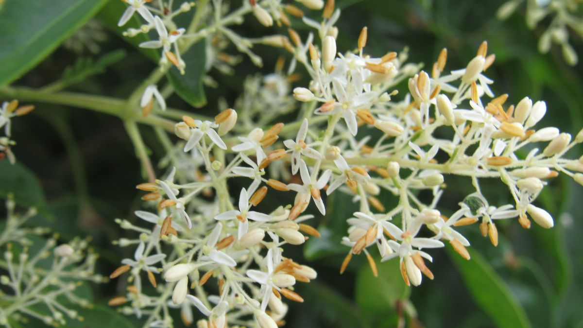 シマトネリコの花