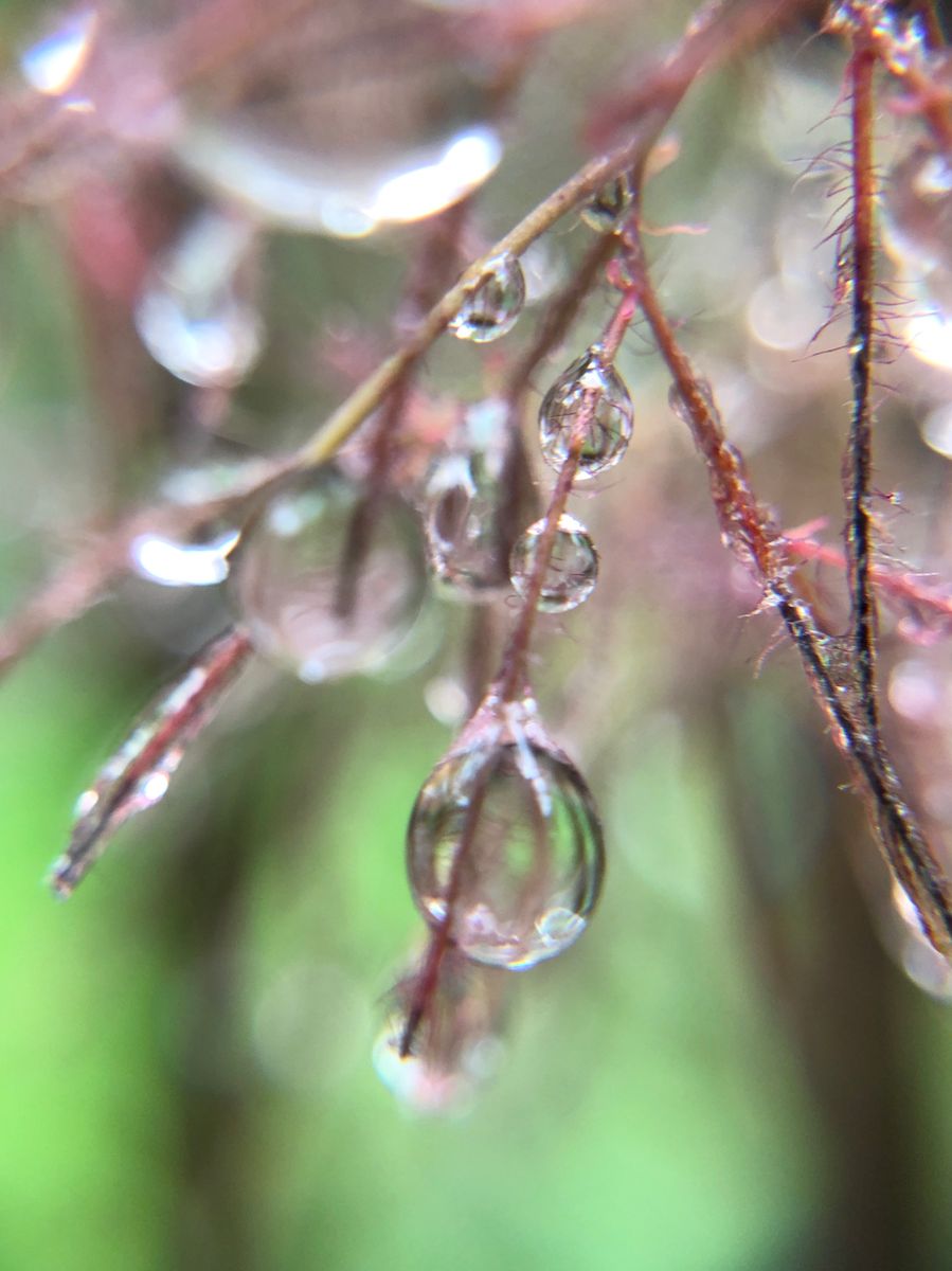 撮る植物がなかったので…