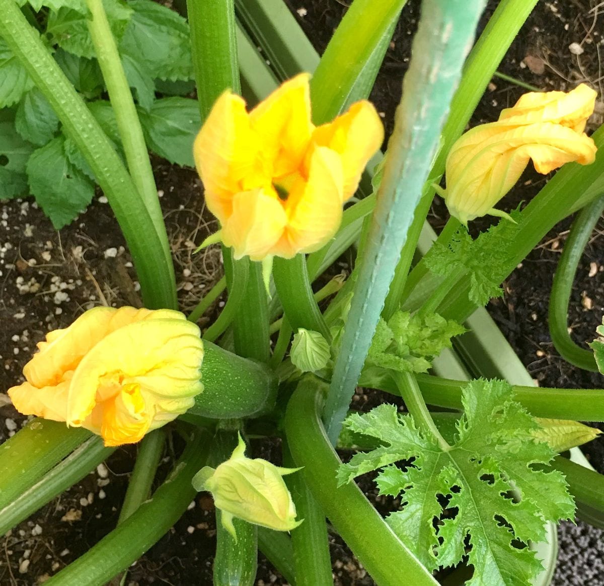 🌼もうすぐ収穫できるかなぁー💖🥒ズッキーニちゃん