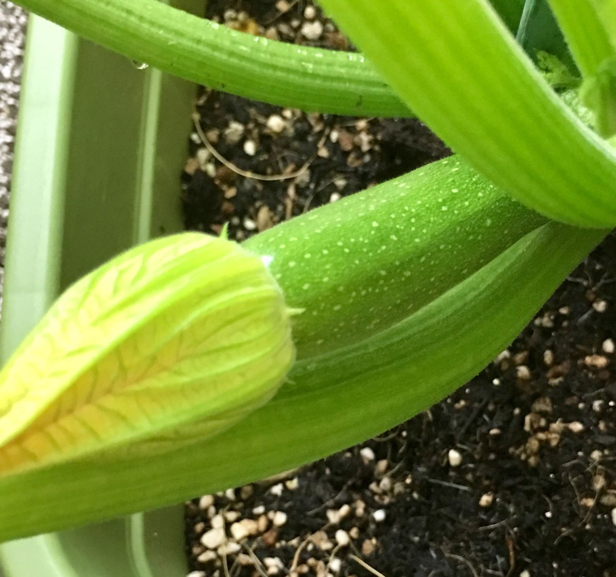 🌼もうすぐ収穫できるかなぁー💖🥒ズッキーニちゃん