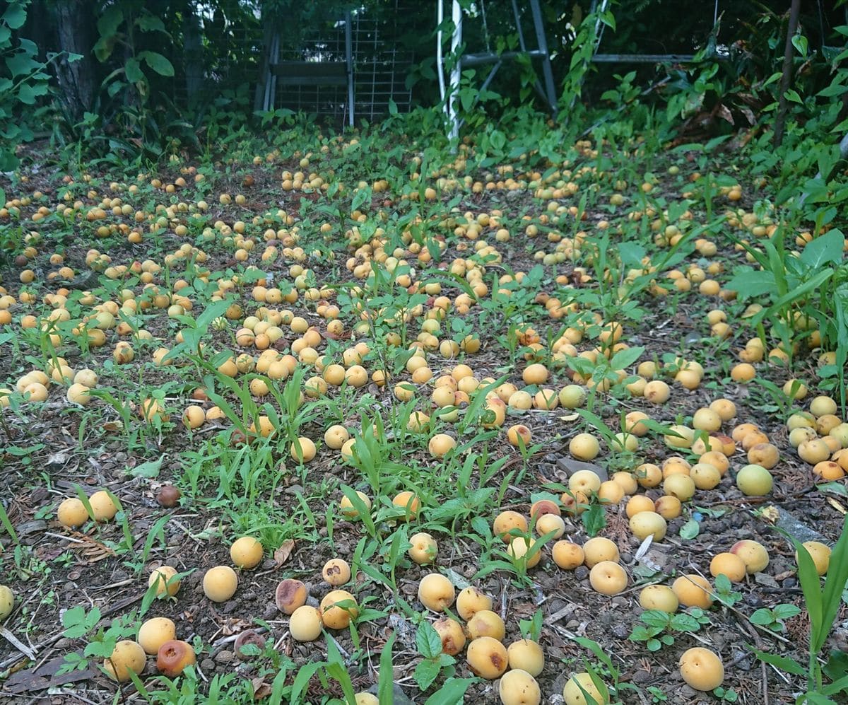 雨が降って…