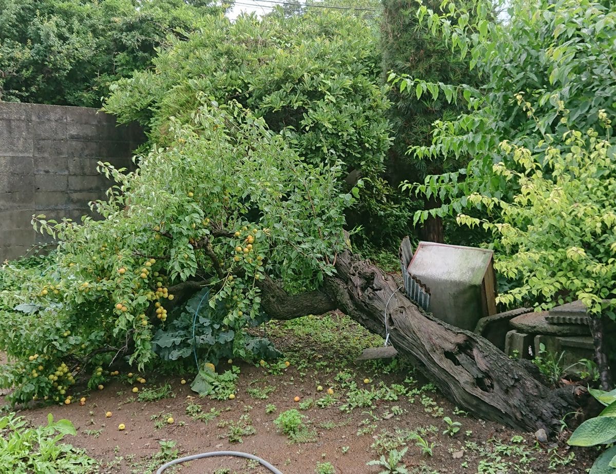 雨が降って…