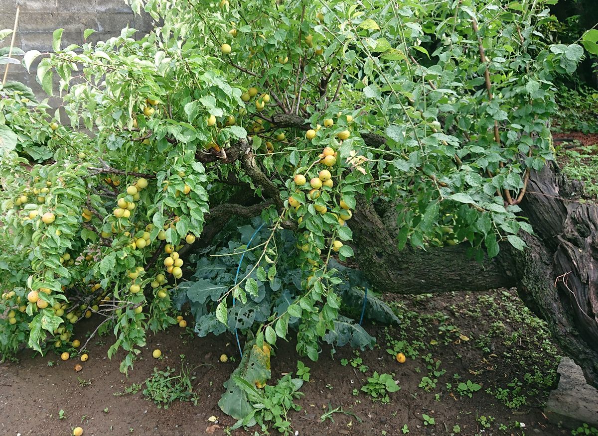 雨が降って…