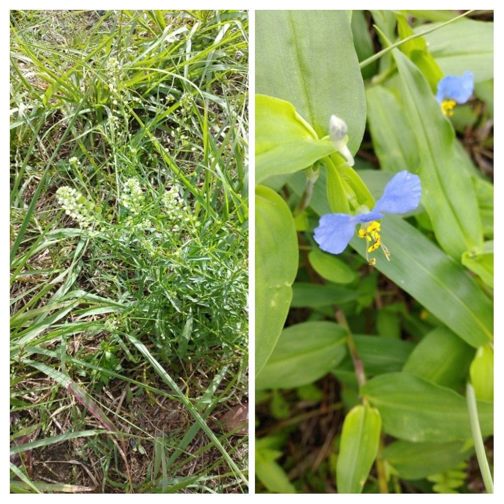 散歩道で見かけた植物