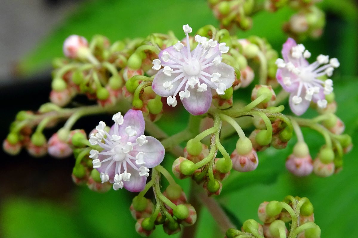 クサアジサイの両性花が開花