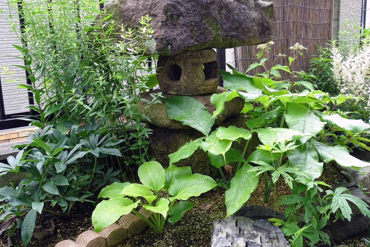 クサアジサイの両性花が開花