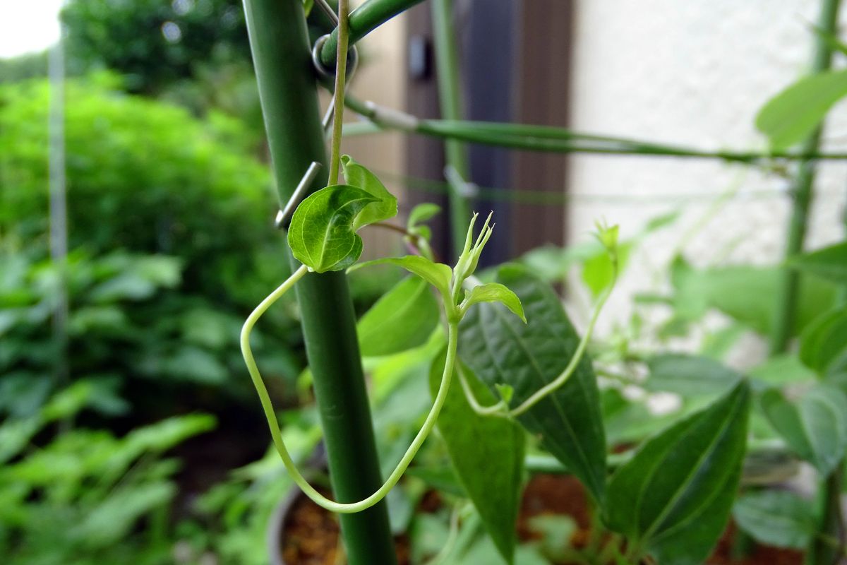 クサアジサイの両性花が開花