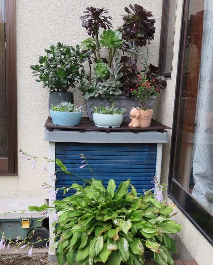 新たな多肉植物の置き場