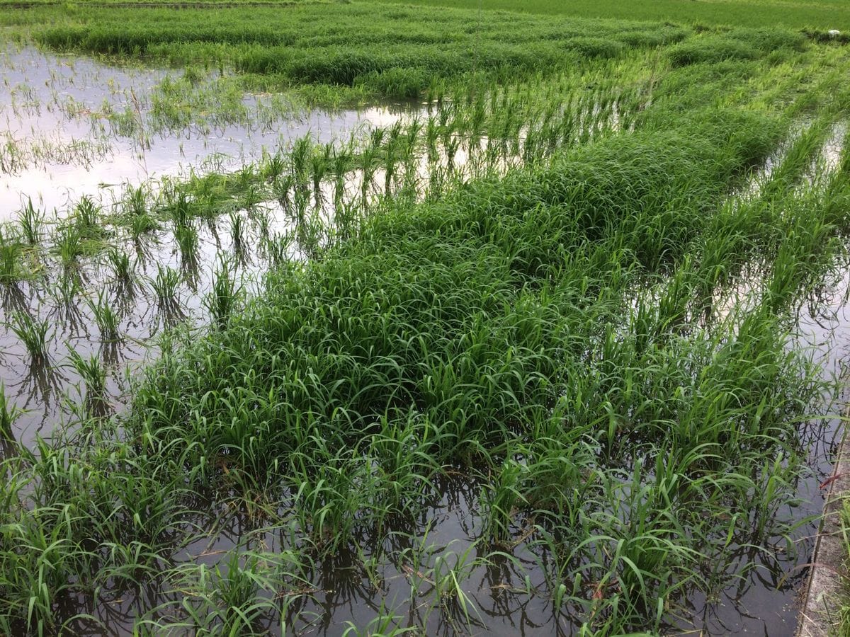 田んぼの草取り