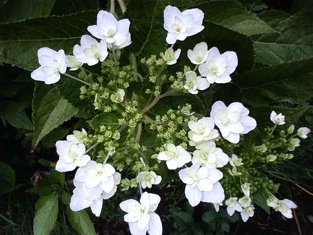 墨田の花火・・・アジサイです