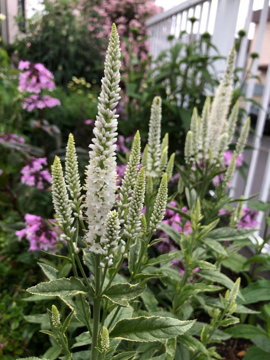 夏の花たち🌼