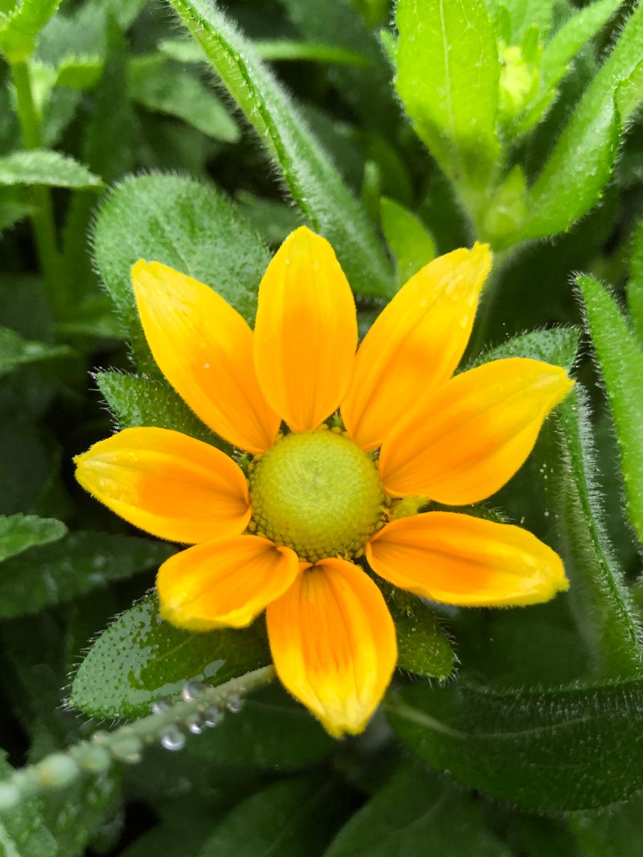 夏の花たち🌼