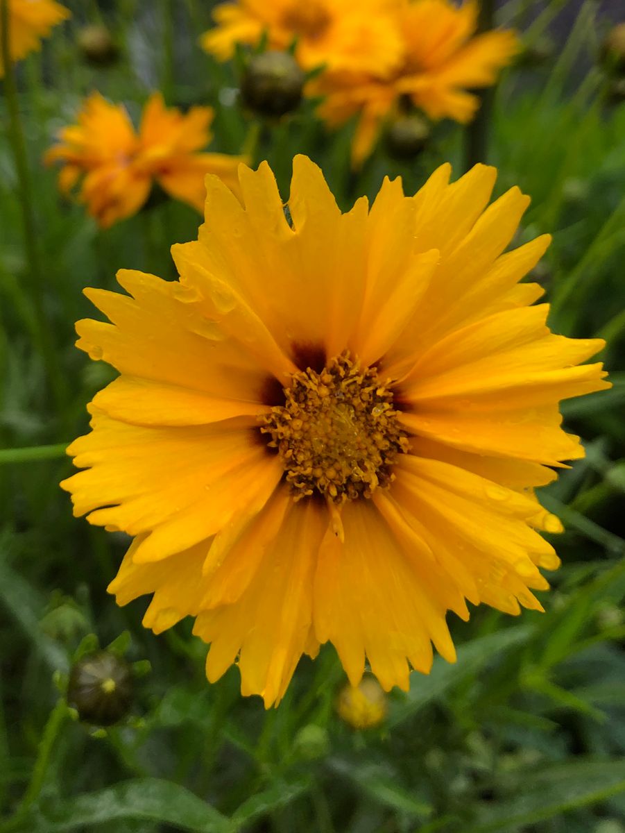 夏の花たち🌼