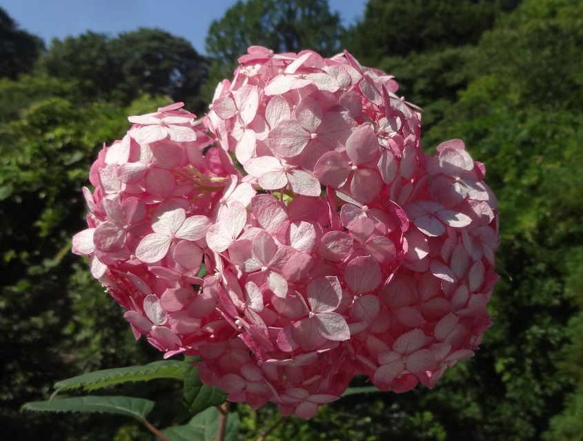 今日の紫陽花