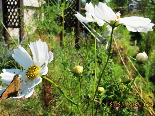 我が家の花