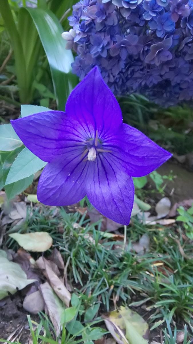 青紫のお花💙