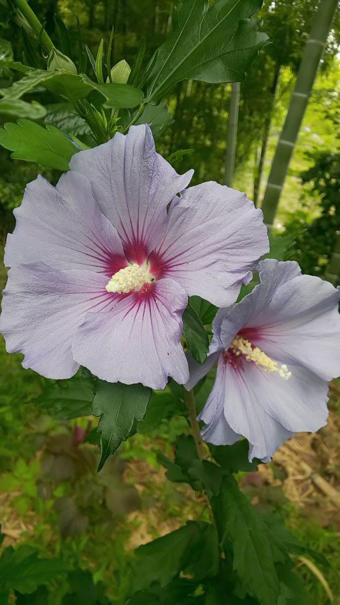 青紫のお花💙