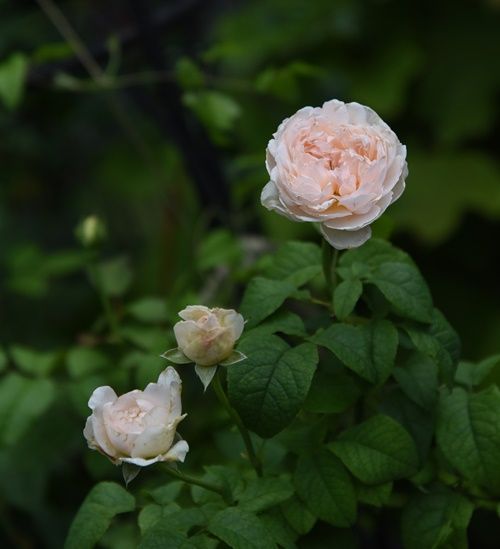 今日の二番花。