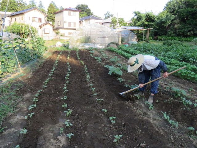 緑のオアシスー生態補償地-24：あずきを播いた。