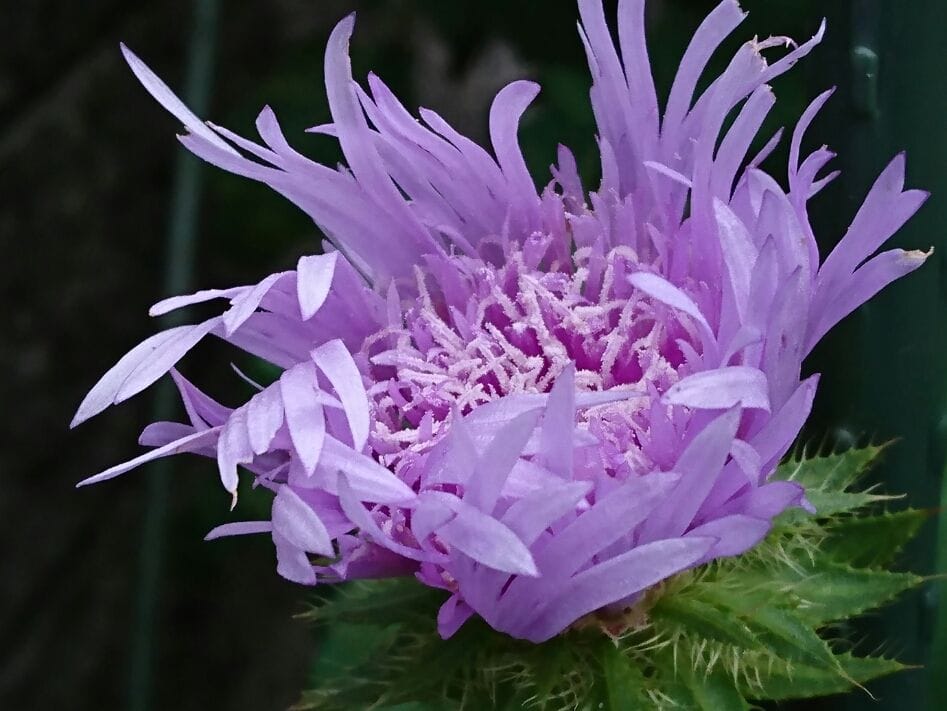 ブルー系の花・ ストケシア