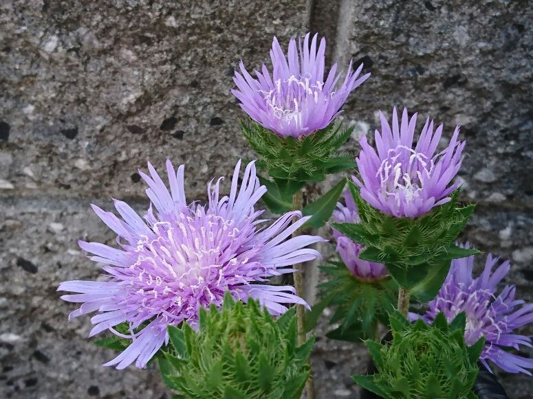 ブルー系の花・ ストケシア