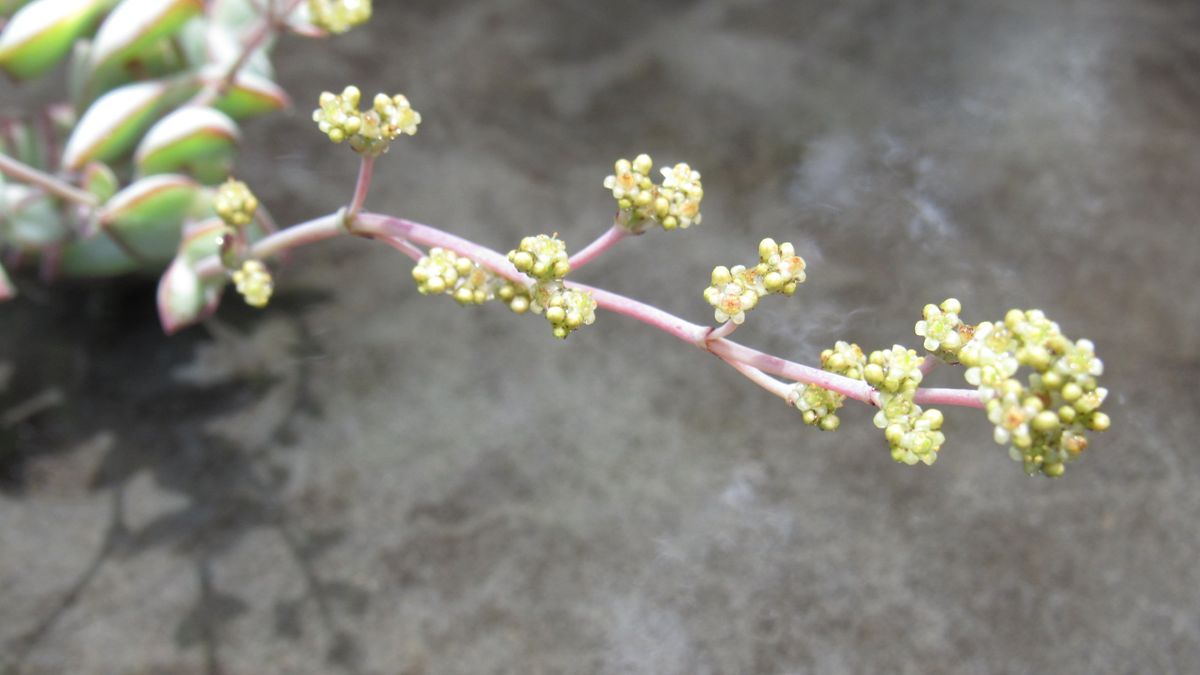 徒長してしまったクラッスラに花