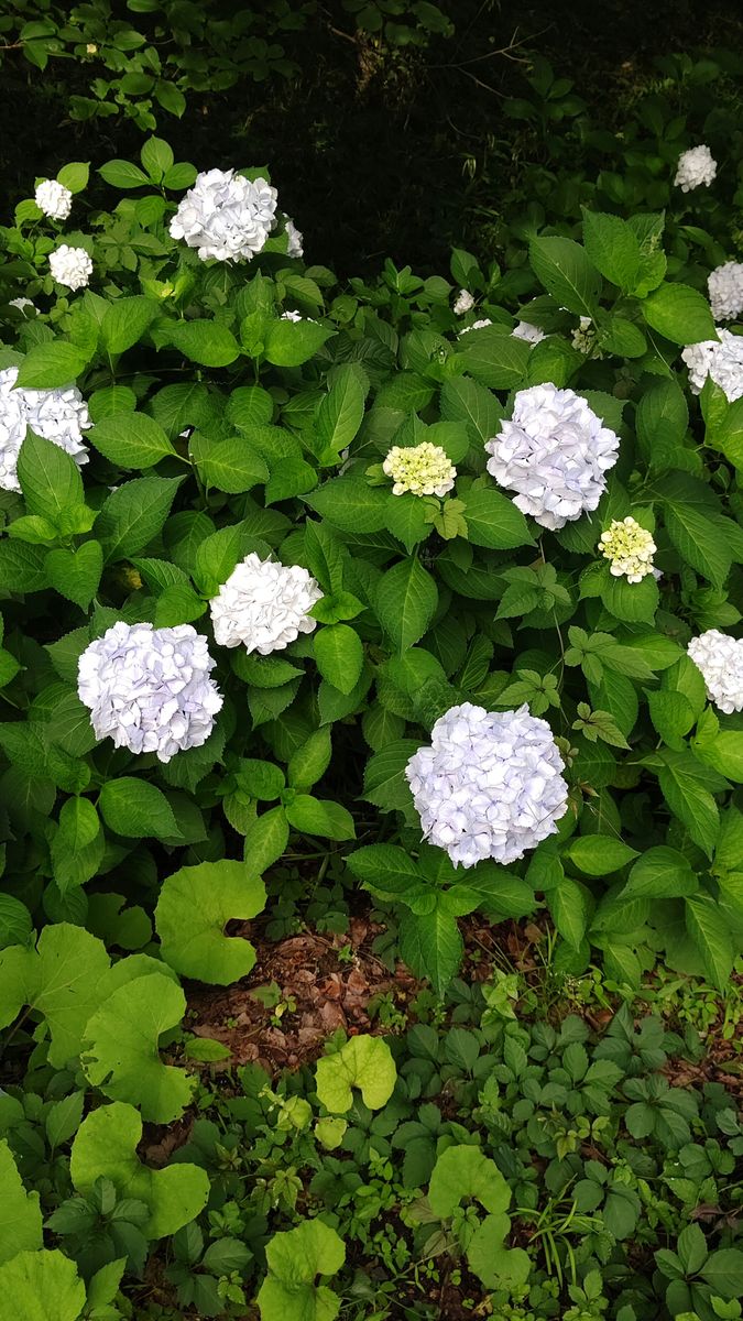 紫陽花さん💕