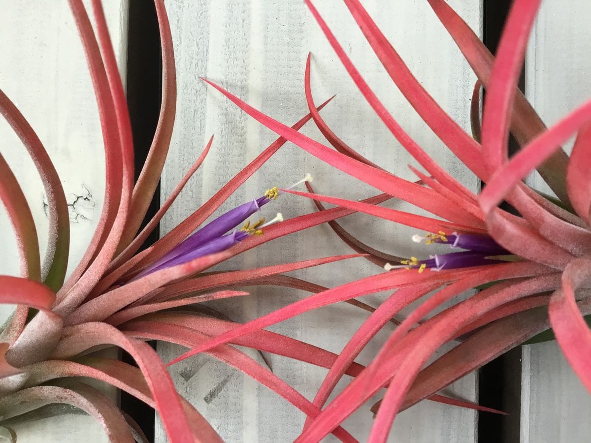 Tillandsia Victoria　チランジア　 ヴィクトリア　開花