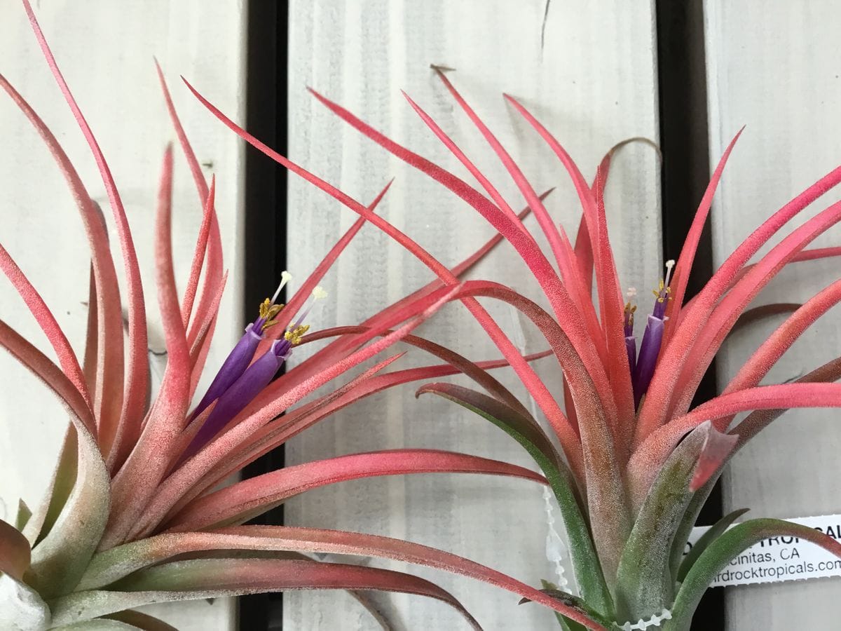 Tillandsia Victoria　チランジア　 ヴィクトリア　開花