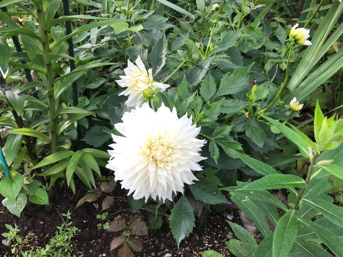 雨の前に園芸作業