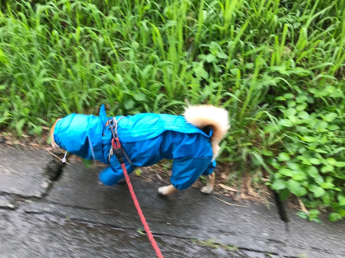 雨の前に園芸作業