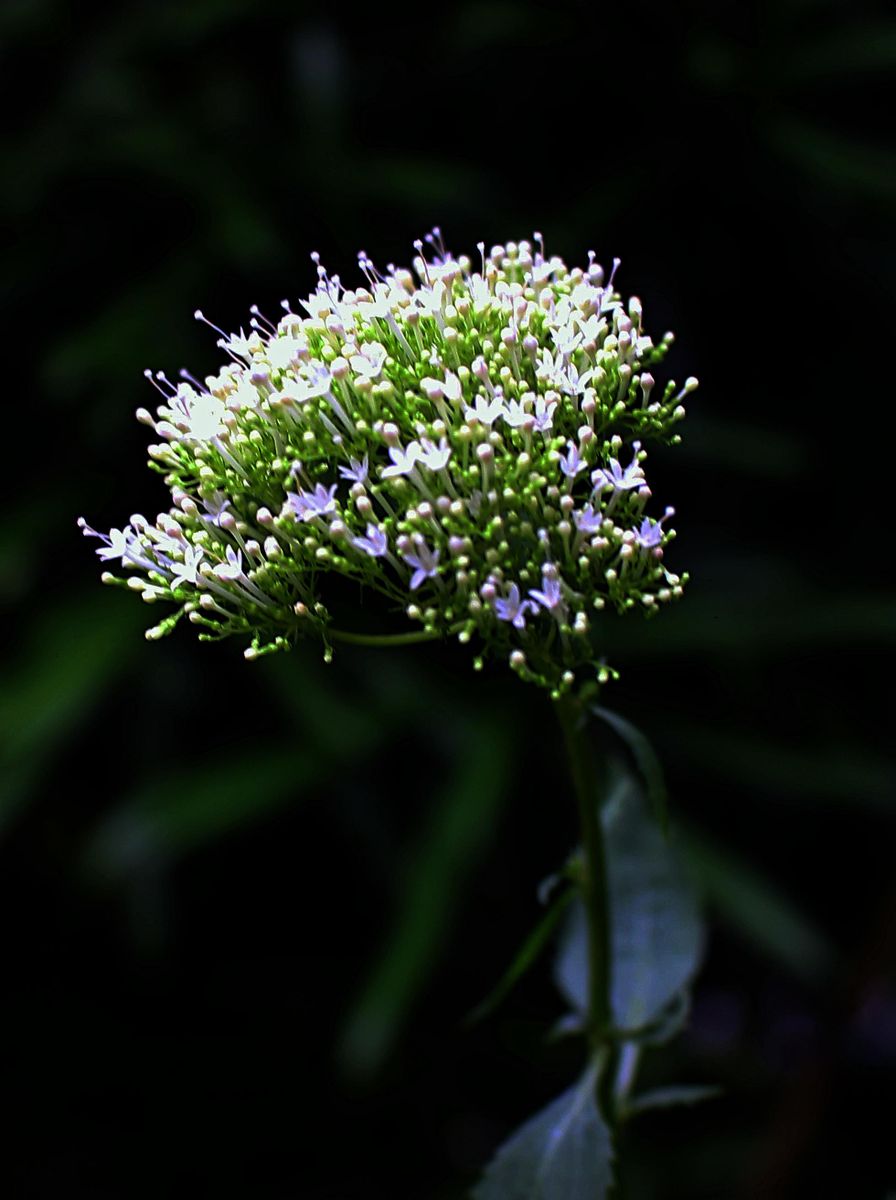 ユウギリソウの花