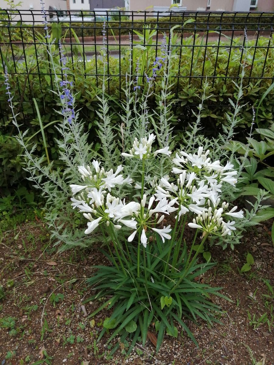 去年の挿し木苗から