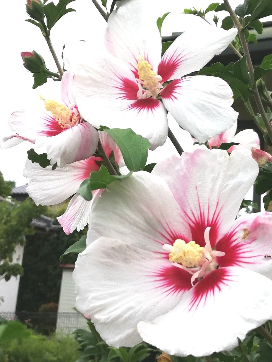 　雨☔。我が家のお花。ムクゲ。ノボタン。パッションフルーツ。