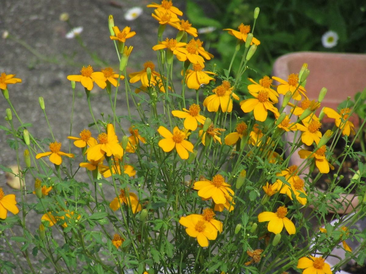 由愛(ゆめ)の花日記♪