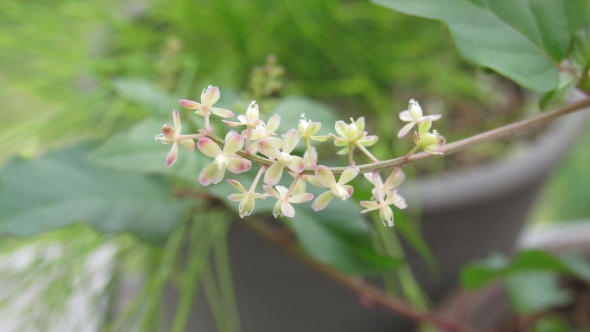 咲き始め-数珠珊瑚・花丁字