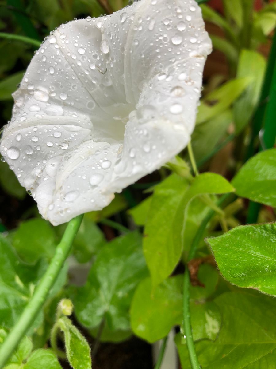 雨の中雪が開花