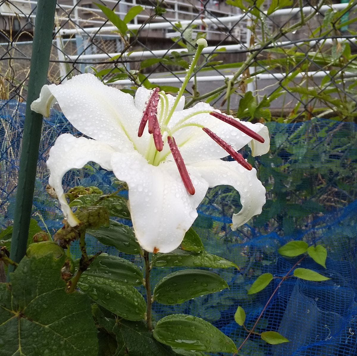 カサブランカの初開花～💕